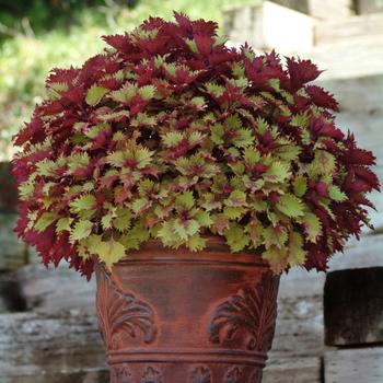 Coleus scutellarioides ChargedUp™ 'Henna' (274840)