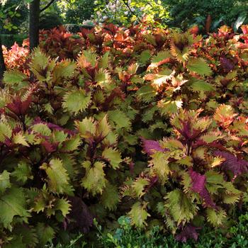 Coleus scutellarioides ChargedUp™ 'Henna' (274841)