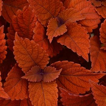 Coleus scutellarioides ChargedUp™ 'Inferno' (274843)