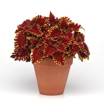 Coleus scutellarioides ChargedUp™ 'Vulcan' (274846)