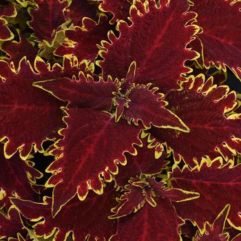 Coleus scutellarioides ChargedUp™ 'Vulcan' (274847)