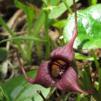 Asarum caudatum