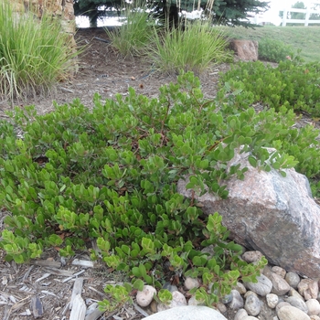 Arctostaphylos x coloradensis 'Chieftain' 