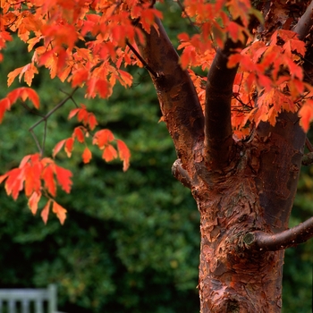 Acer griseum