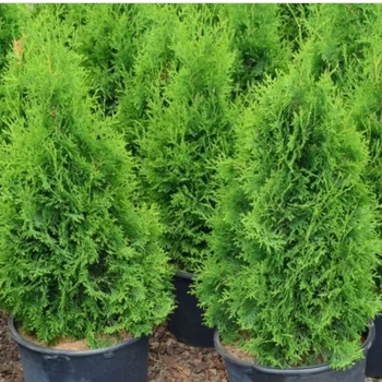 Thuja occidentalis 'Pyramidalis' 