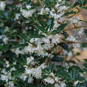 Osmanthus heterophyllus 'Kaori Hime' 