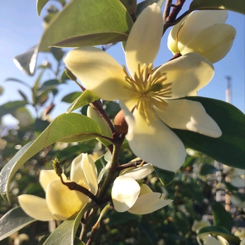 Magnolia 'Serendipity' 