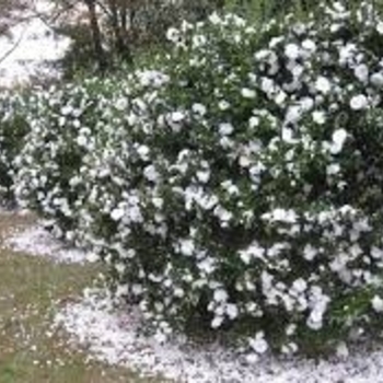 Camellia japonica 'April Snow' 