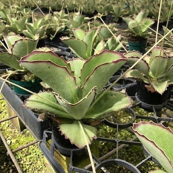 Kalanchoe synsepala