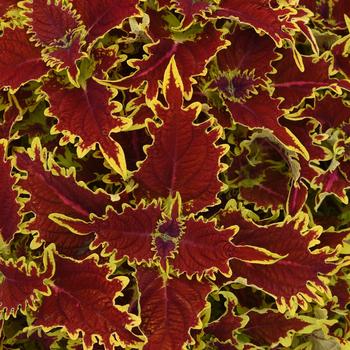 Coleus scutellarioides 'UF17-52-25' PP34041