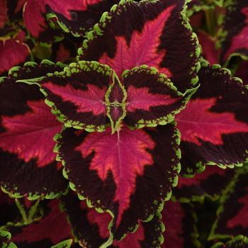 Coleus scutellarioides 'UF16-91-25' PP32873