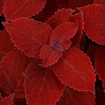 Coleus scutellarioides Ignite™ 'Ruby Slipper' (274903)