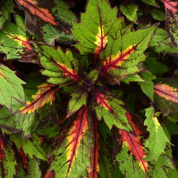 Coleus scutellarioides 'UF12-74-3' PP27500