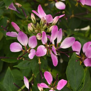 Cleome 'Balcleoleam' PP35309