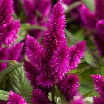 Celosia spicata Intenz™ '' (274908)