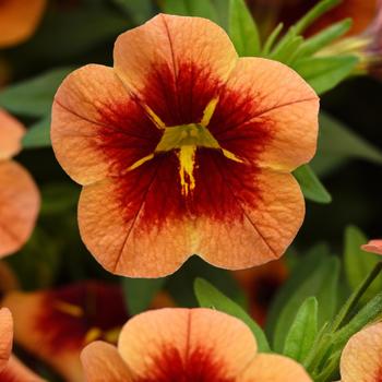 Calibrachoa 'Balbumorim' 