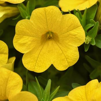 Calibrachoa 