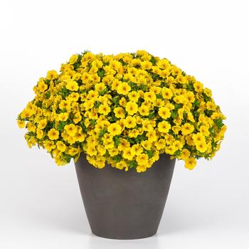 Calibrachoa Cabaret® '' (274912)