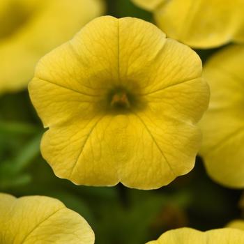 Calibrachoa 