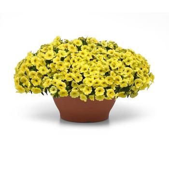 Calibrachoa Conga™ '' (274914)