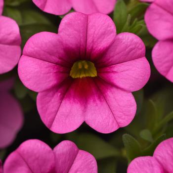 Calibrachoa 'Pink Kiss' 