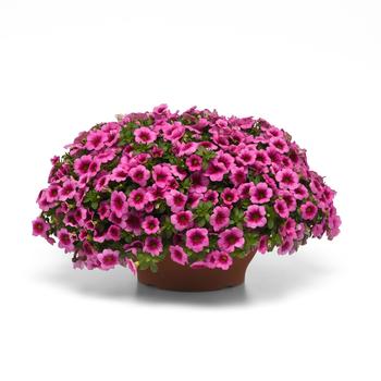 Calibrachoa Conga™ 'Pink Kiss' (274916)