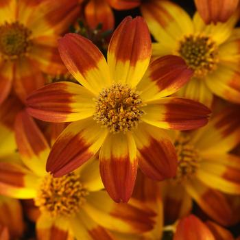 Bidens aurea 'Balbidbaim' 