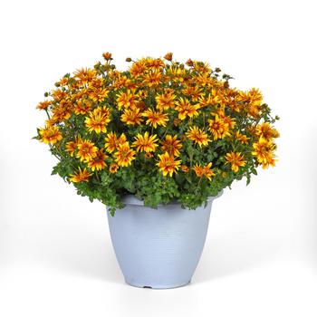 Bidens ferulifolia 'Bee Alive Double Orange' (274920)