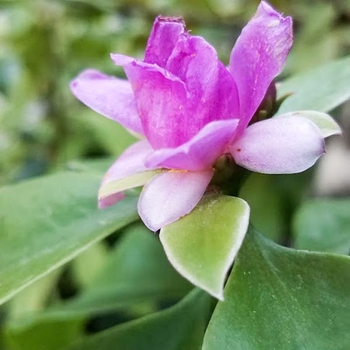 Pereskia corrugata