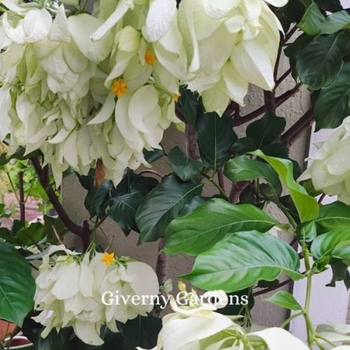 Mussaenda 'Multiple Varieties' 