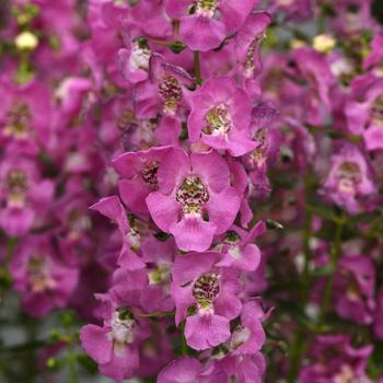 Angelonia angustifolia