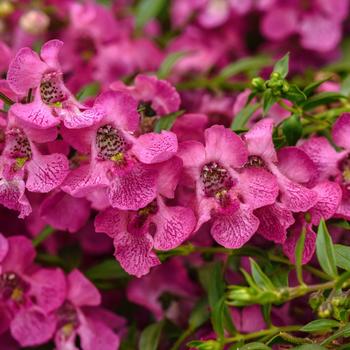 Angelonia angustifolia AngelMist® Spreading '' (274947)