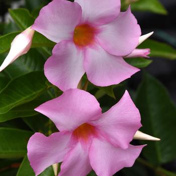 Mandevilla 'Lansouthcarolina' PP26406