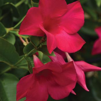 Mandevilla 'Lankentucky' PP29849