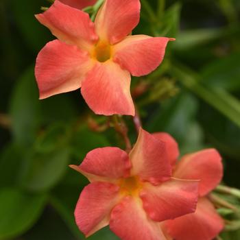 Mandevilla 'Lanoklahoma' PP29709