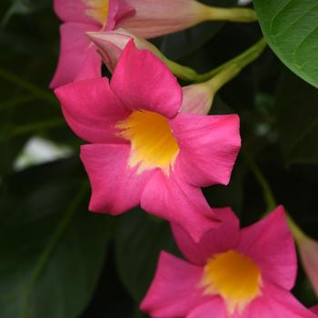 Mandevilla 'Lannorthdakota' PP33536