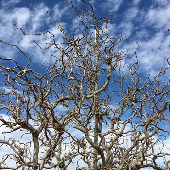 Corylus avellana 'Rosita' 