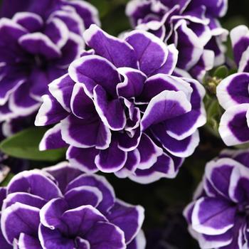 Petunia 'Frosted Sapphire' 