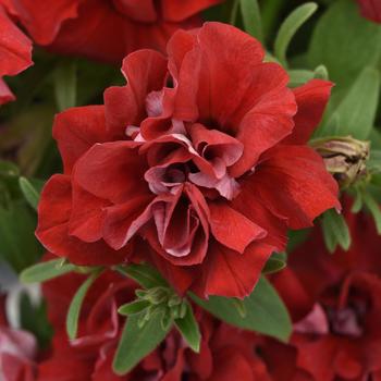 Petunia 'Balvoged' PP33378