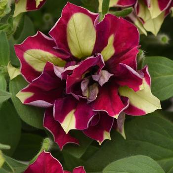 Petunia 'Lemon Berry' 