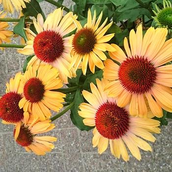 Echinacea 'Apricot Rainbow Marcella' PPAF