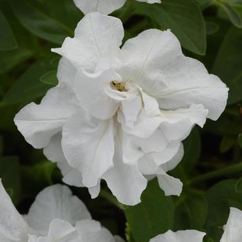 Petunia 'Balvogite' PP33400