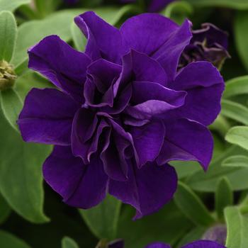 Petunia 'KLEPH22428' PP34343