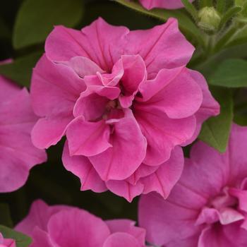 Petunia 'Balvogink' PP34337