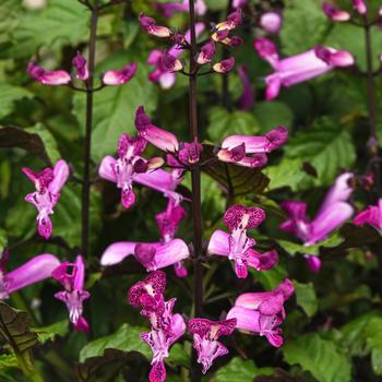 Plectranthus 'Mona Magenta' 