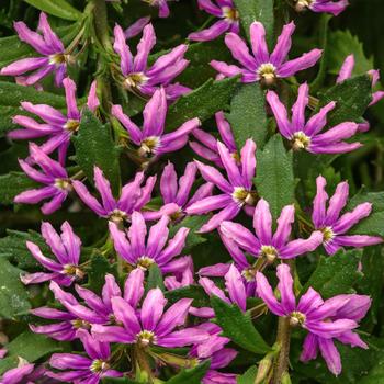 Scaevola 'Pink Brilliance' 