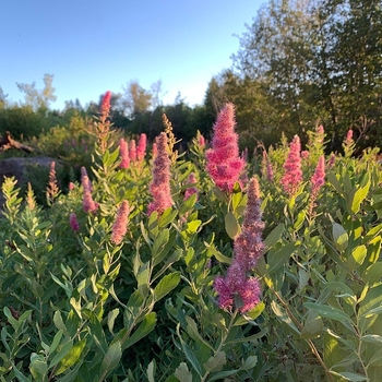 Spiraea douglasii