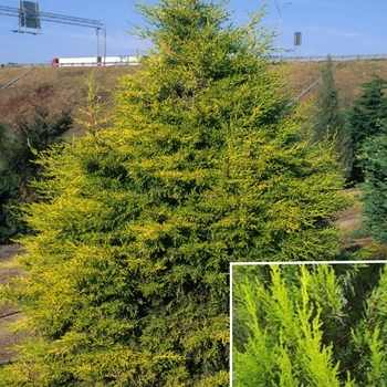 Cupressus macrocarpa