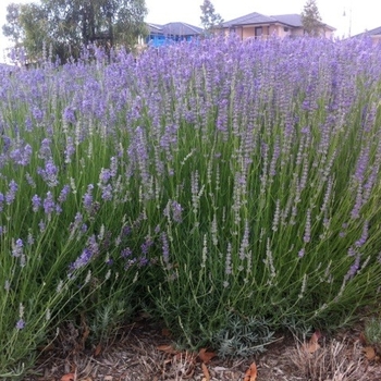 Lavandula multifida 'Spanish Eyes' 