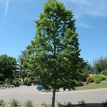 Tilia americana